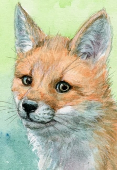 Red Fox Cub Glance Back / 21-0072